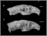 [thumbnail of Fig. 12. Capromys 15705, 15704, 22880, 172920 skulls.jpg]
