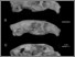 [thumbnail of Fig. 20. Geocapromys skulls.jpg]