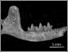 [thumbnail of Fig. 8A AMNH 55005.jpg]