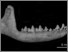 [thumbnail of Fig. 8C AMNH 95708..jpg]
