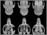 [thumbnail of Fig. 10. Capromys skulls.jpg]