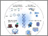 [thumbnail of Angew Chem Int Ed - 2023 - Xing - Functional Nanopores Enabled with DNA.pdf]