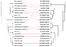 [thumbnail of Reconciliation between reduced species tree and reduced gene tree, conducted by GeneTree 1.3.0]