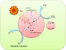 [thumbnail of JPG Fig. 1.   Schematic diagram of photoexcitation and electron transfer process]