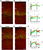 [thumbnail of TIFF Figure 2. The distribution of GFP-electroporated neurons in Tc1 and Ts1Rhr mouse cortex]