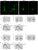 [thumbnail of TIFF Figure 3. Layer II–IV cortical projection neuron morphology in Tc1 and Ts1Rhr mice]