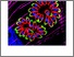 [thumbnail of The toxoplasma-host cell junction is anchored to the cell cortex to sustain parasite invasive force.pdf]