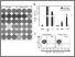 [thumbnail of Ghorashian_Supplementary Fig2.pdf]