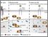 [thumbnail of Figure 1. IIS and Daf-12.tif]